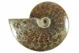 Polished Ammonite (Cleoniceras) Fossil - Madagascar #214804-1